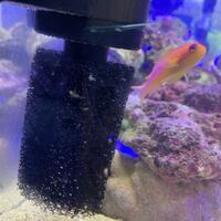 水草を買ってきました すると根の部分に鉛とスポンジがついてました 水槽内 Yahoo 知恵袋