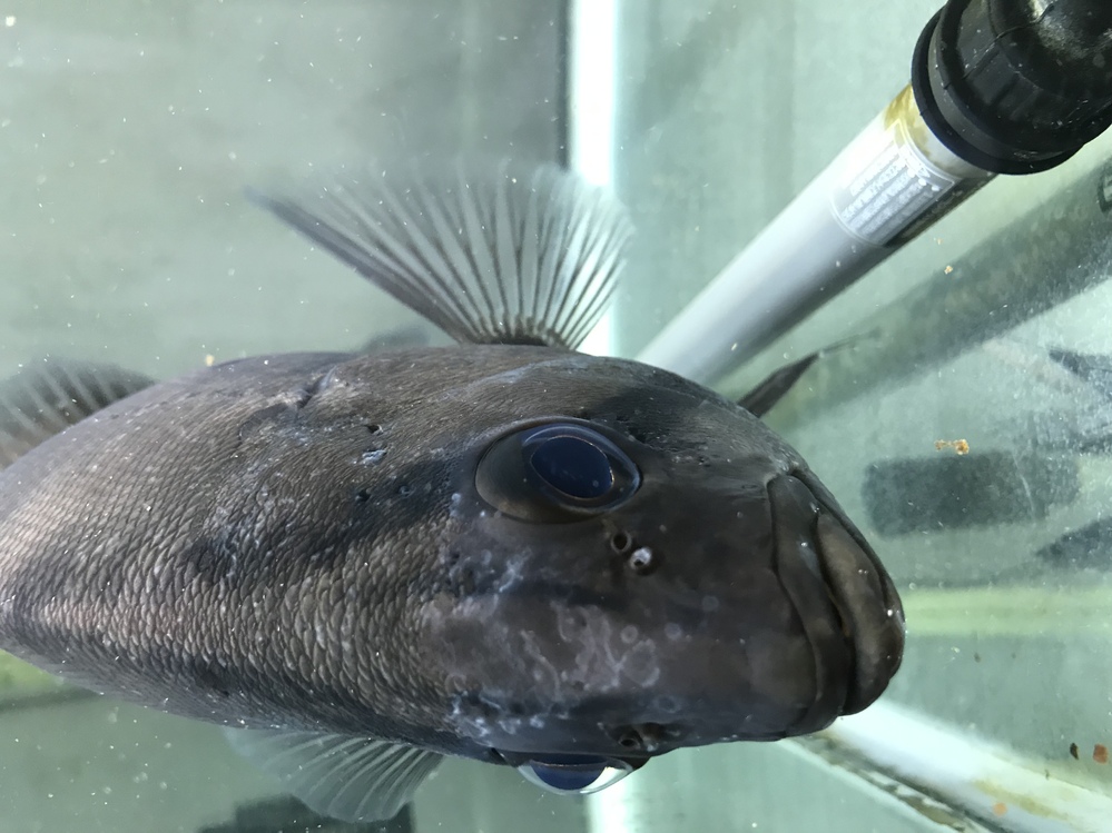 ダトニオプラスワンを飼育しています。飼育7年目、35cmの個体です。餌 