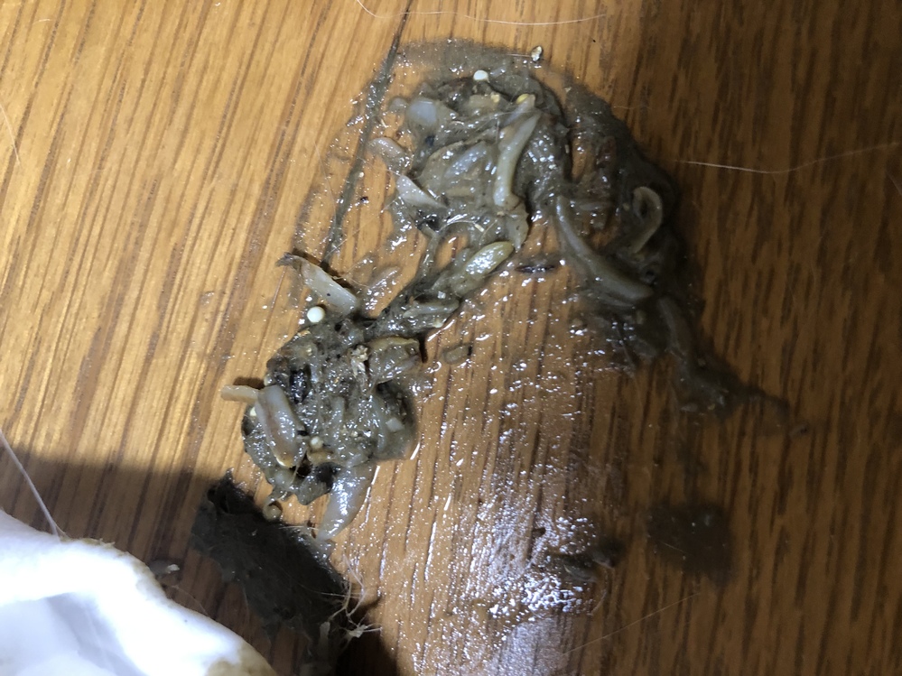 猫の嘔吐(画像有)について。先ほど猫が嘔吐しました。嘔吐物を見てみる 