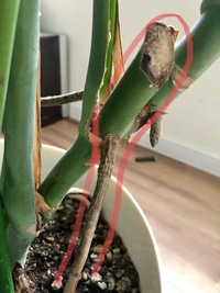 こちらのモンステラの茎を太くしたいんですがどんな事をしたらいいですか Yahoo 知恵袋