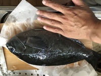 この魚は何ですか 写真下の魚は何でしょうか 釣れたのは磯では Yahoo 知恵袋