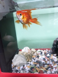 金魚が水面で口をパクパクさせているのですが 具合が悪いのでしょうか 水 Yahoo 知恵袋