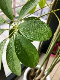 観葉植物の葉っぱの表面にベタベタする水滴のようなものが付いています Yahoo 知恵袋