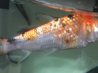 錦鯉とオタマジャクシを一緒の水槽に入れました 翌日水槽を覗いたら オタマジャ Yahoo 知恵袋