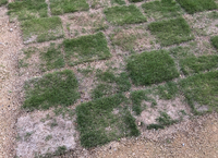 ホームセンターでの芝生の販売開始時期今芝の張替えを考えています しかし今の時 Yahoo 知恵袋