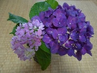 小さな花のアジサイ です この花の名前を教えてください ランタナで Yahoo 知恵袋