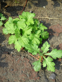 道路沿いの雑草の名前が気になったので教えて下さい 写真の雑草 Yahoo 知恵袋