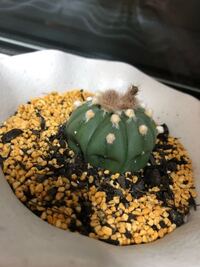 サボテンの 瑠璃兜 について教えて下さい ぷっくりふくらんだ Yahoo 知恵袋