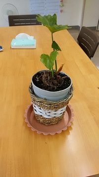 さといもに似た葉っぱの植物をもらったのですが 名前を教えていただけ Yahoo 知恵袋