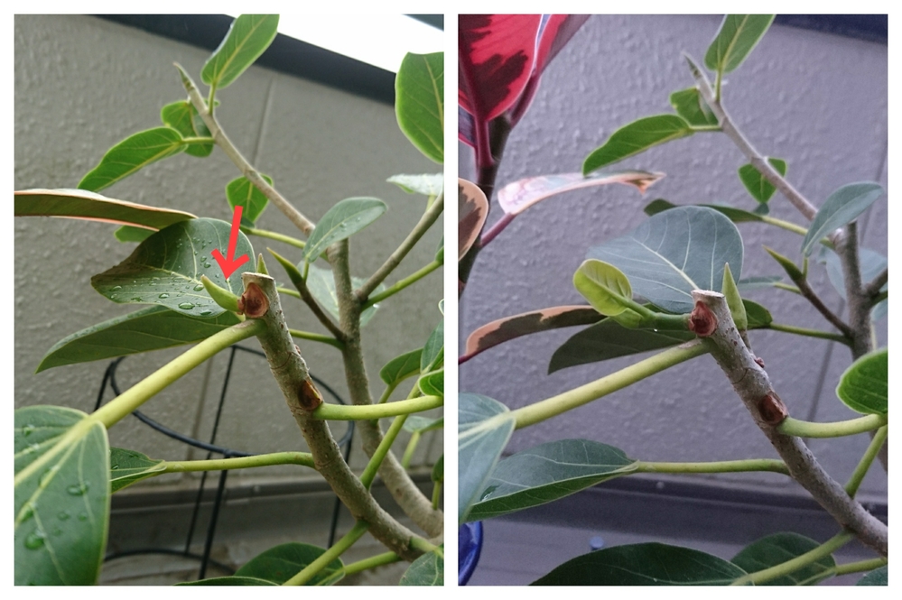 ゴムの木の新芽が開きません昨年11月にフィカス・ベンガレンシスを購入
