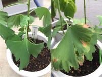 同じ日の実生のイチョウですが なぜか1株の葉が焼けているように見える なぜで Yahoo 知恵袋