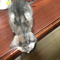 三毛猫のオスのオッドアイって何分の何の確率ででるのですか Yahoo 知恵袋