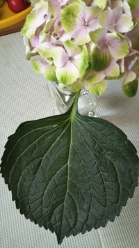 この紫陽花の品種を教えて下さい切り花を購入しました 可愛いので苗を購入して鉢 Yahoo 知恵袋