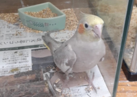 オカメインコの名前つけてください オカメインコを買ったのですが Yahoo 知恵袋