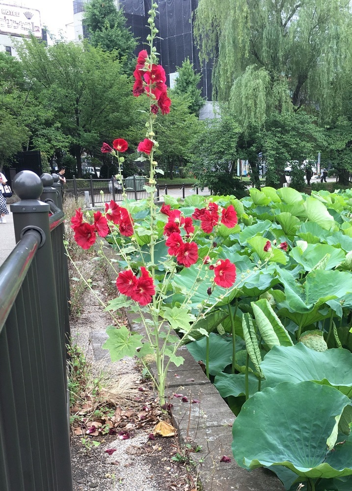 この赤い花の植物は外来種ですか 数年前から街で見かけるようになりましたが最近 Yahoo 知恵袋