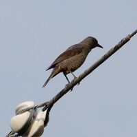 この鳥の名前を教えて下さい 茶色いカラスのようですが 羽が小さいような Yahoo 知恵袋