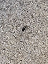 小さい虫が 玄関周りやコンクリートの壁にたくさんいて気持ち悪い Yahoo 知恵袋