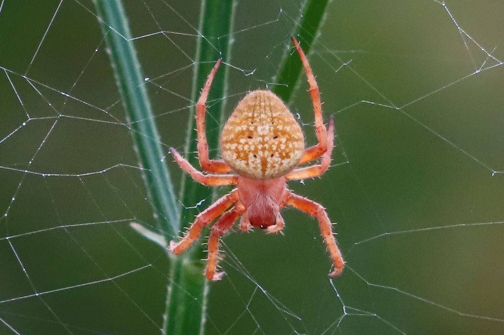 今朝の散歩で見つけた赤い蜘蛛 赤いクモ でググってみてもずば Yahoo 知恵袋