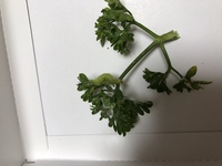 この写真の青虫は もんしろちょうの幼虫か蛾の幼虫どちらか分かる方教えて下さい Yahoo 知恵袋