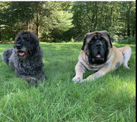 この画像の かなりデカいパグの様な犬種は何という犬種ですか 外国人の方々が飼 Yahoo 知恵袋