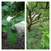 すだちの小さな実がたくさんついたのですが パラパラと実が落ちます Yahoo 知恵袋