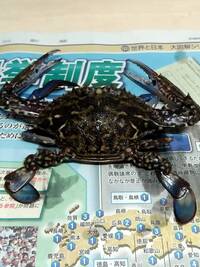 愛知県知多で釣れました 見た目はワタリガニですが間違えやすい毒を持 Yahoo 知恵袋