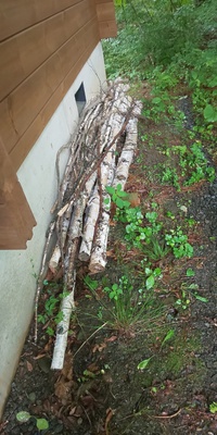 白樺の木 木材 台風で倒れた白樺の木があります 薪ストーブ用の薪にしようかと思っ 教えて 住まいの先生 Yahoo 不動産