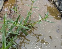 これはなんという植物でしょうか 静岡県の水田に生えていた雑草です Yahoo 知恵袋