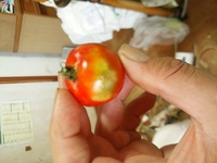 このトマトはカメムシの吸汁跡ですか そうですね Yahoo 知恵袋