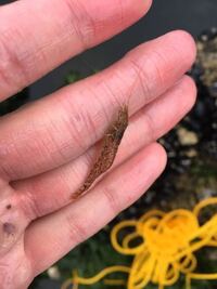 これはなんという種類のエビですか 教えてください エビジャコの仲間でし Yahoo 知恵袋