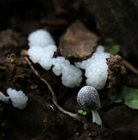 この白い泡のものはなんでしょう 近所の神社裏にある朽ちた切り株に発 Yahoo 知恵袋