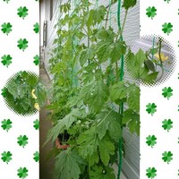 ゴーヤの花は摘んだ方がいいのでしょうか ゴーヤでグリーンカーテンを作 Yahoo 知恵袋