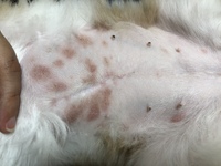 犬のお腹に赤い湿疹がたくさんできています 写真あり 痒いようで頻繁に足で掻 Yahoo 知恵袋
