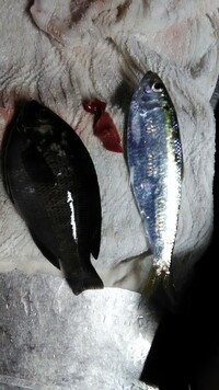 にしん って海の魚ですか 川の魚ですか 日本のニシンは海水魚 Yahoo 知恵袋