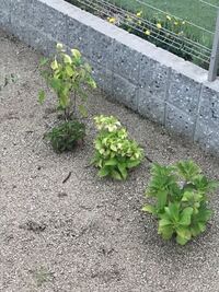 紫陽花 地植え 間隔 誕生 日 ライン 友達