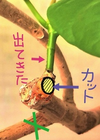 ウンベラータの剪定について我が家のウンベラータですが 高さ60 Yahoo 知恵袋