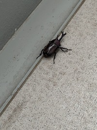 ココアにまぎれていた虫を飲んでしまったのですが 今さっ Yahoo 知恵袋