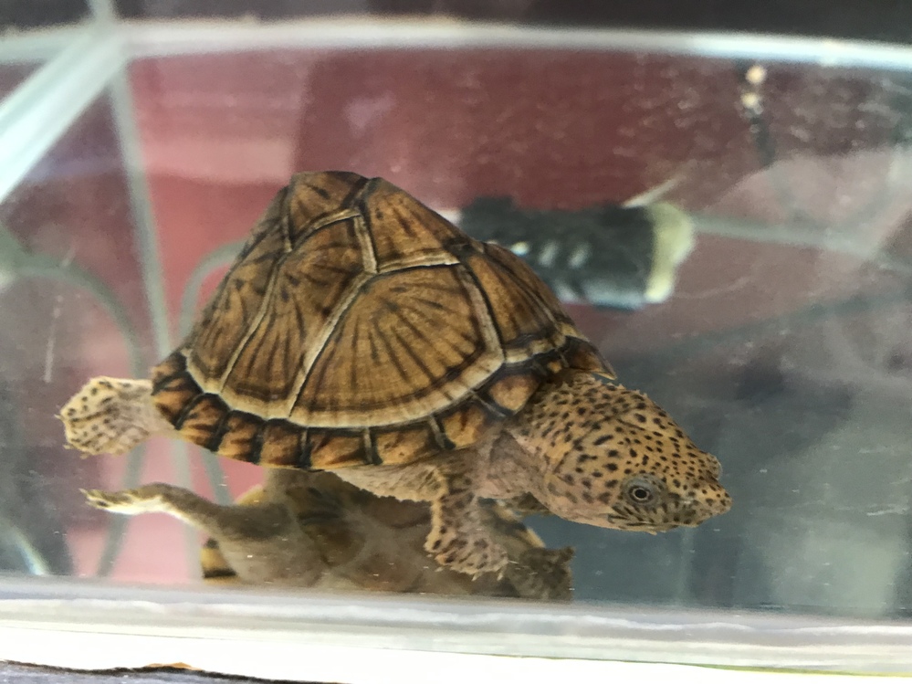 カブトニオイガメを室内で飼っています。①甲羅の成長とともに、画像の 