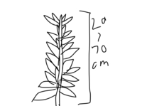 花が咲く植物の種類をまとめて何といいますか 教えて下さ Yahoo 知恵袋