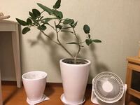 ゴムの木の植え替えについて 完全に失敗したような気がします新し Yahoo 知恵袋