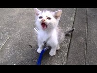 Pastelcatworldに登場する醜いネコ吉は一般的な三毛猫と Yahoo 知恵袋