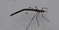 はじめまして ヒメミズカマキリを飼育しているのですが 餌に何を与えれば Yahoo 知恵袋