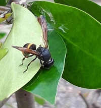 家のアサガオに超小さな白い虫 飛びます がいます 写真に撮るのも難しく Yahoo 知恵袋