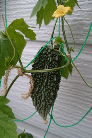 受粉後11日目 昨日 のプランター栽培のあばしゴーヤです サイズは12cm程 Yahoo 知恵袋