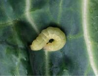 キャベツに青虫がついていましたが何の幼虫なのでしょうか 詳しい方がおられまし Yahoo 知恵袋