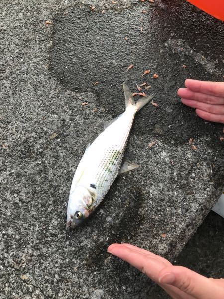 高知県、サビキ仕掛けで釣れた魚です。 - 2019.07.17高知 - Yahoo 