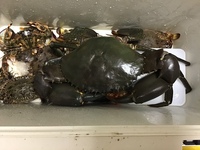 釣ったワタリガニってその場で生で食べることはできますか 韓国では Yahoo 知恵袋