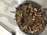 紫陽花が枯れてきてしまいました 水をあげすぎてしまったのか こんな Yahoo 知恵袋