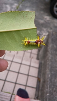 この虫は何の幼虫でしょうか 庭の三重カナメの葉についていました わかる方教え Yahoo 知恵袋