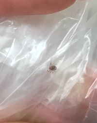 赤紫蘇の天ぷらってありますか 料理屋さんでは食べたことないですが 昨年庭 Yahoo 知恵袋